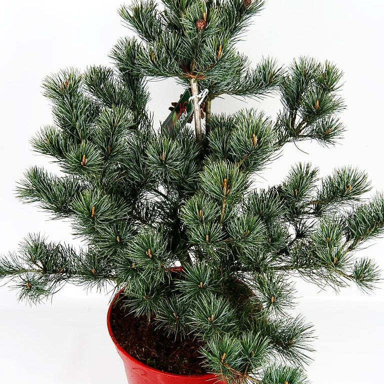 Graublaue Mädchen-Kiefer 'Negishi' (Pinus parviflora)