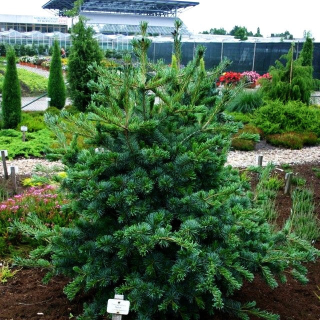 Graublaue Mädchen-Kiefer 'Negishi' (Pinus parviflora)