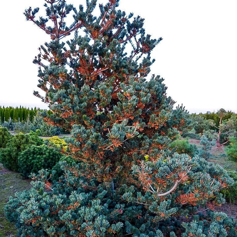 Graublaue Mädchen-Kiefer 'Negishi' (Pinus parviflora)