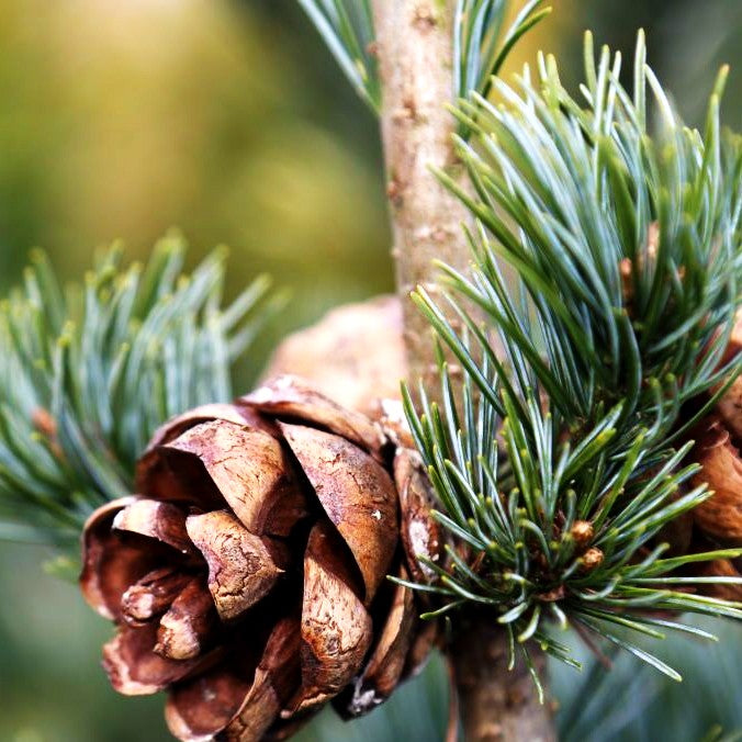 Graublaue Mädchenkiefer 'Azumi Goye' (Pinus parviflora)