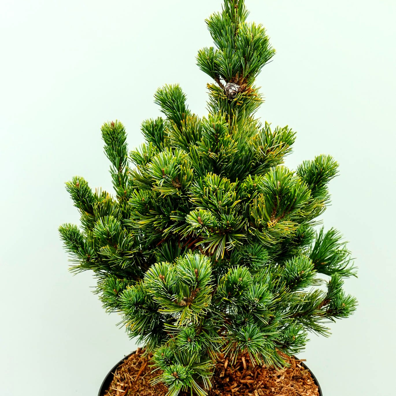 Graublaue Mädchenkiefer 'Chikusa Goten' (Pinus parviflora)