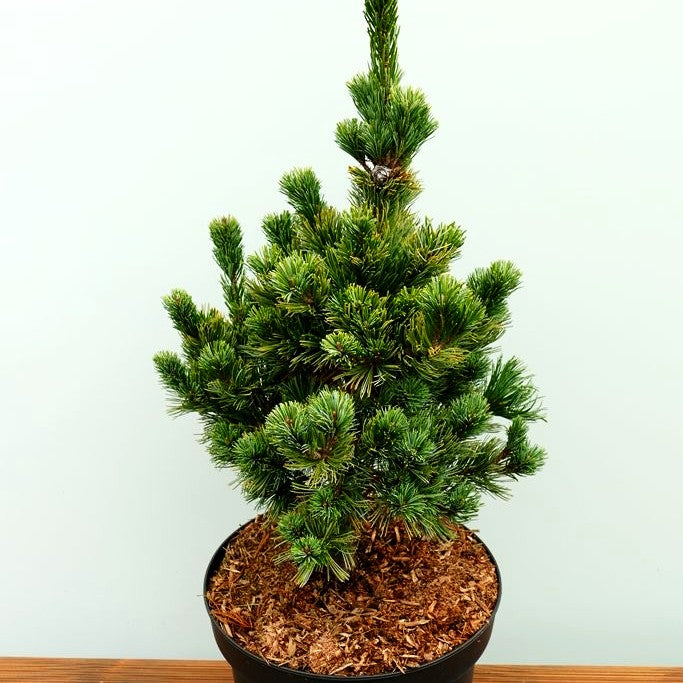 Graublaue Mädchenkiefer 'Chikusa Goten' (Pinus parviflora)