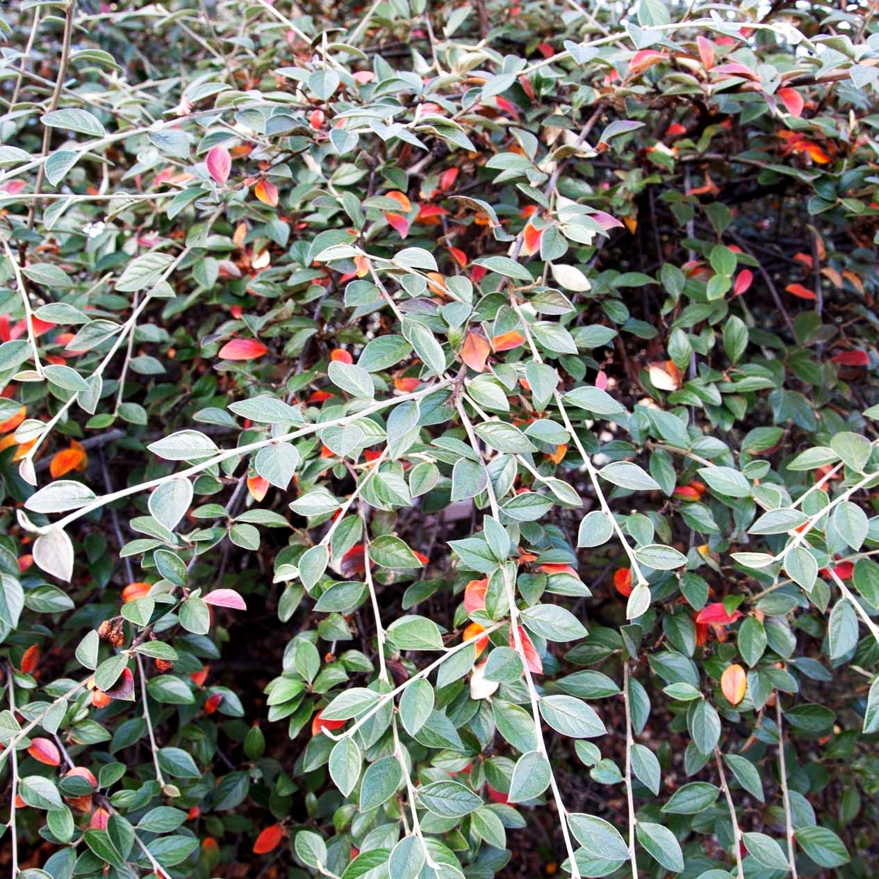 Graue Strauch-Zwergmispel (Cotoneaster dielsianus)