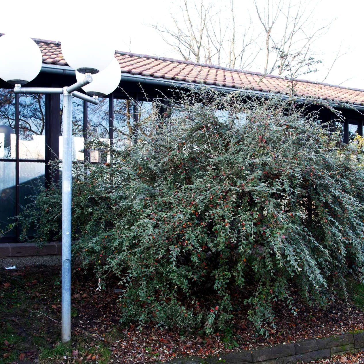 Graue Strauch-Zwergmispel (Cotoneaster dielsianus)