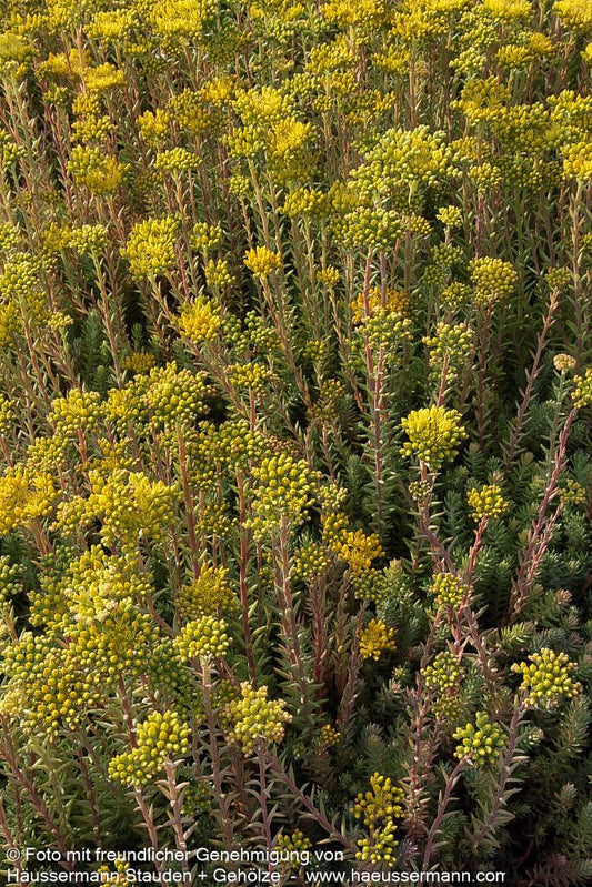 Graue Tripmadam (Sedum reflexum Typ Degenberg)