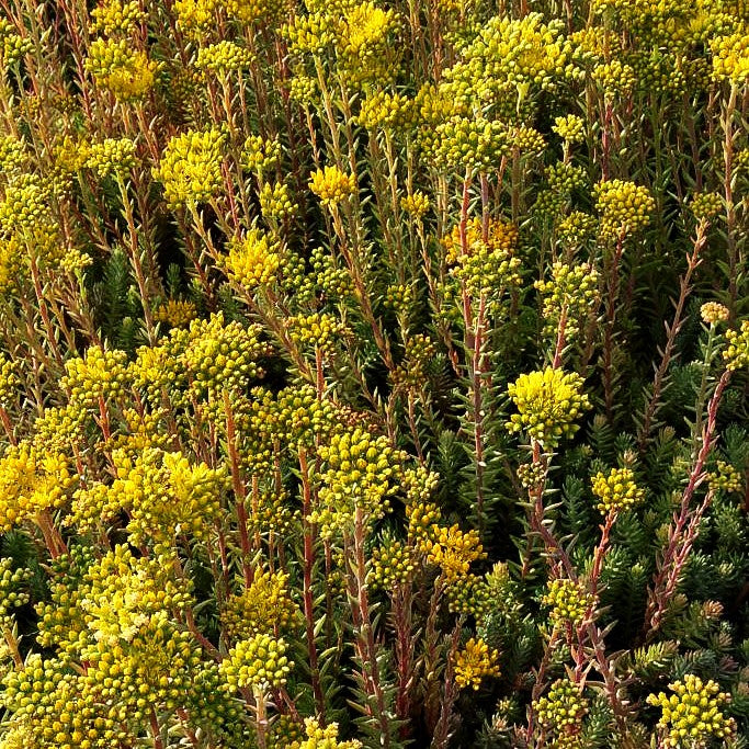Graue Tripmadam (Sedum reflexum Typ Degenberg)