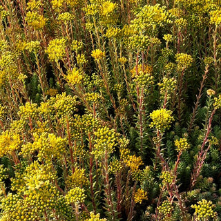 Graue Tripmadam (Sedum reflexum Typ Degenberg)