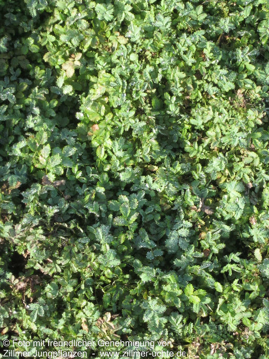 Graugrünes Stachelnüsschen (Acaena magellanica)