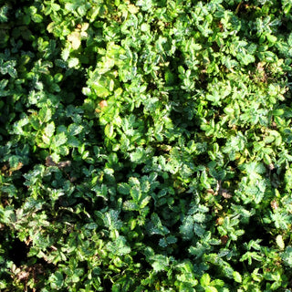 Graugrünes Stachelnüsschen (Acaena magellanica)