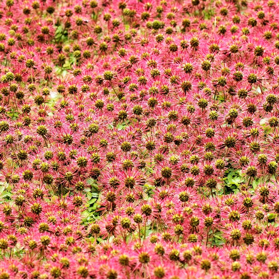 Graugrünes Stachelnüsschen (Acaena magellanica)