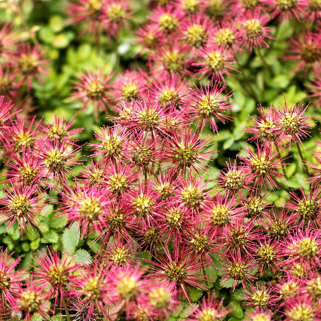 Graugrünes Stachelnüsschen (Acaena magellanica)