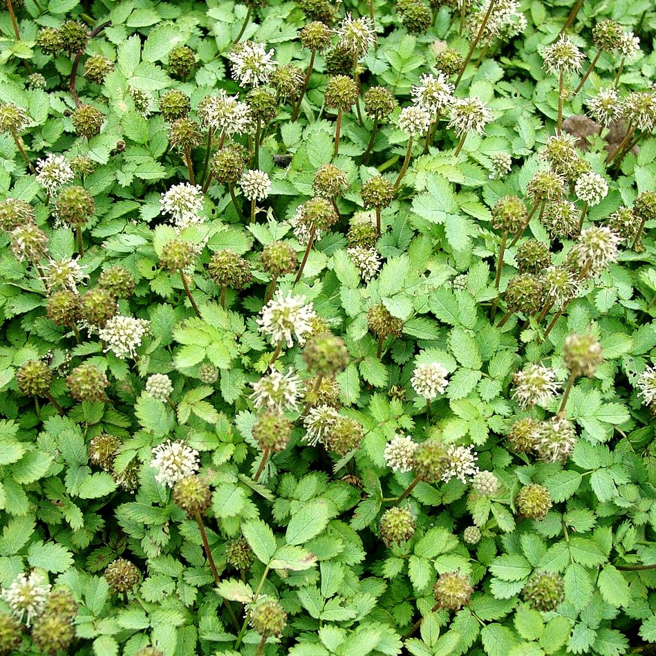 Graugrünes Stachelnüsschen (Acaena magellanica)