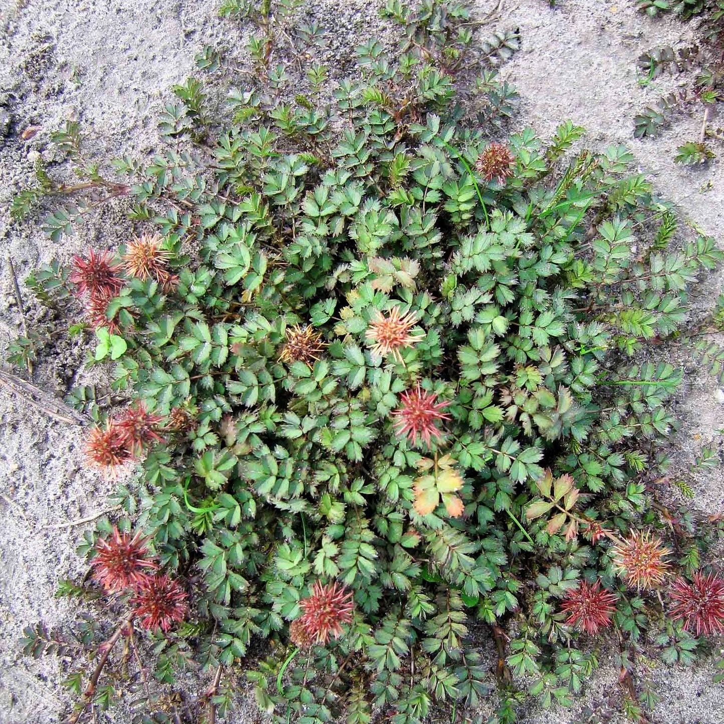 Graugrünes Stachelnüsschen 'Dichte Matte' (Acaena microphylla)