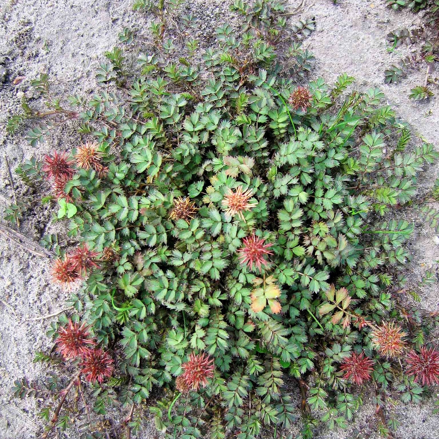 Graugrünes Stachelnüsschen 'Dichte Matte' (Acaena microphylla)
