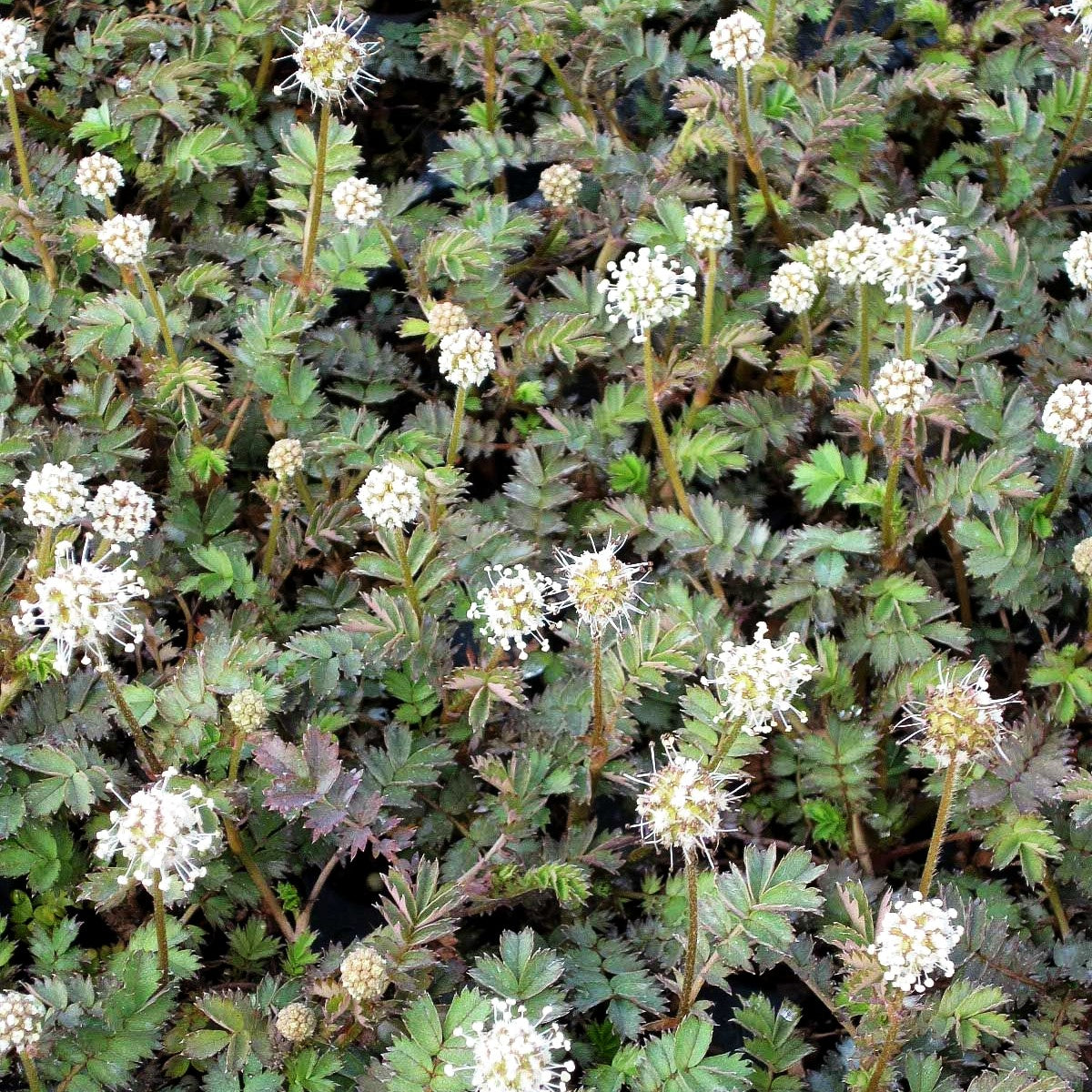 Graugrünes Stachelnüsschen 'Dichte Matte' (Acaena microphylla)