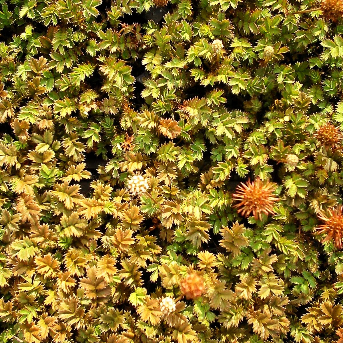 Graugrünes Stachelnüsschen 'Dichte Matte' (Acaena microphylla)