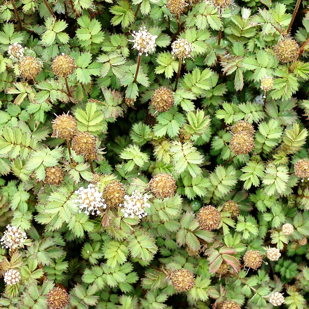 Graugrünes Stachelnüsschen 'Dichte Matte' (Acaena microphylla)