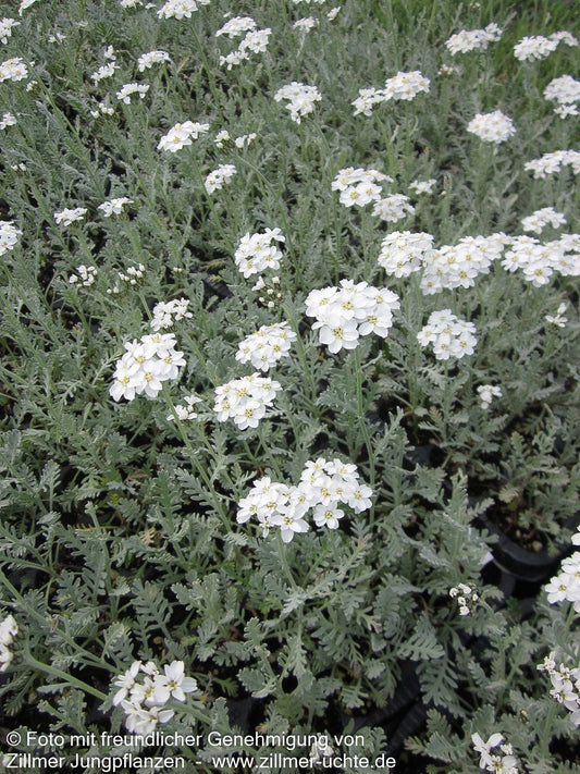 Griechische Silber-Garbe (Achillea umbellata)