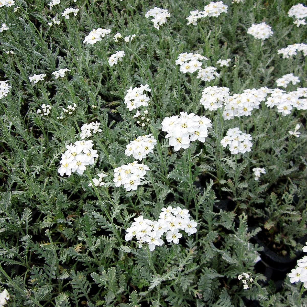 Griechische Silber-Garbe (Achillea umbellata)