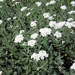Griechische Silber-Garbe (Achillea umbellata)