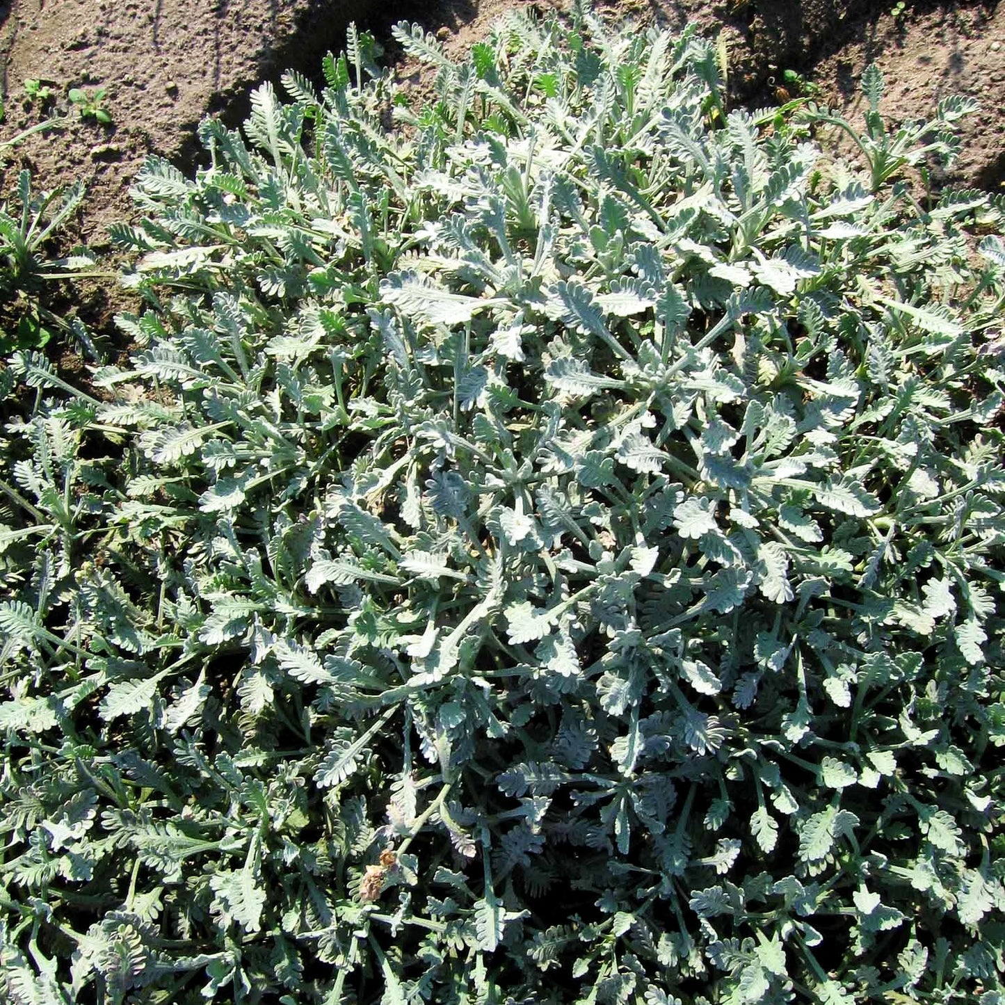 Griechische Silber-Garbe (Achillea umbellata)