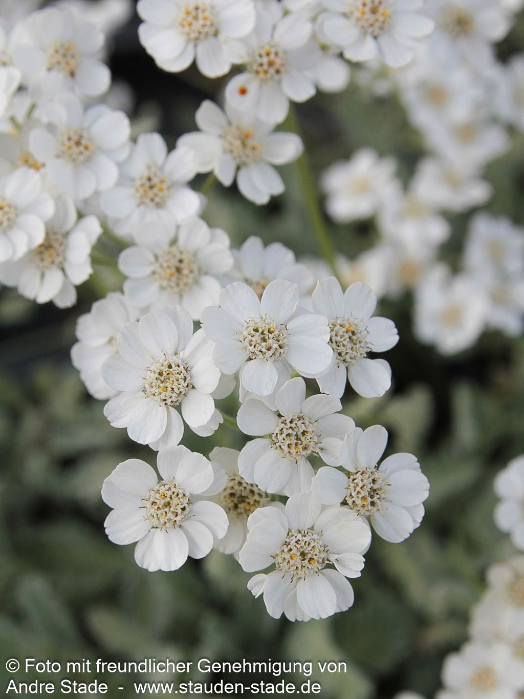 Griechische Silber-Garbe (Achillea umbellata)