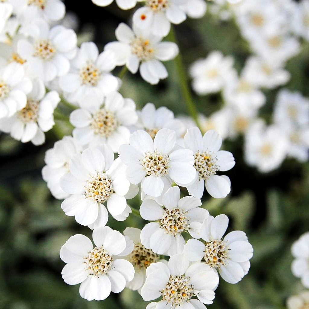 Griechische Silber-Garbe (Achillea umbellata)