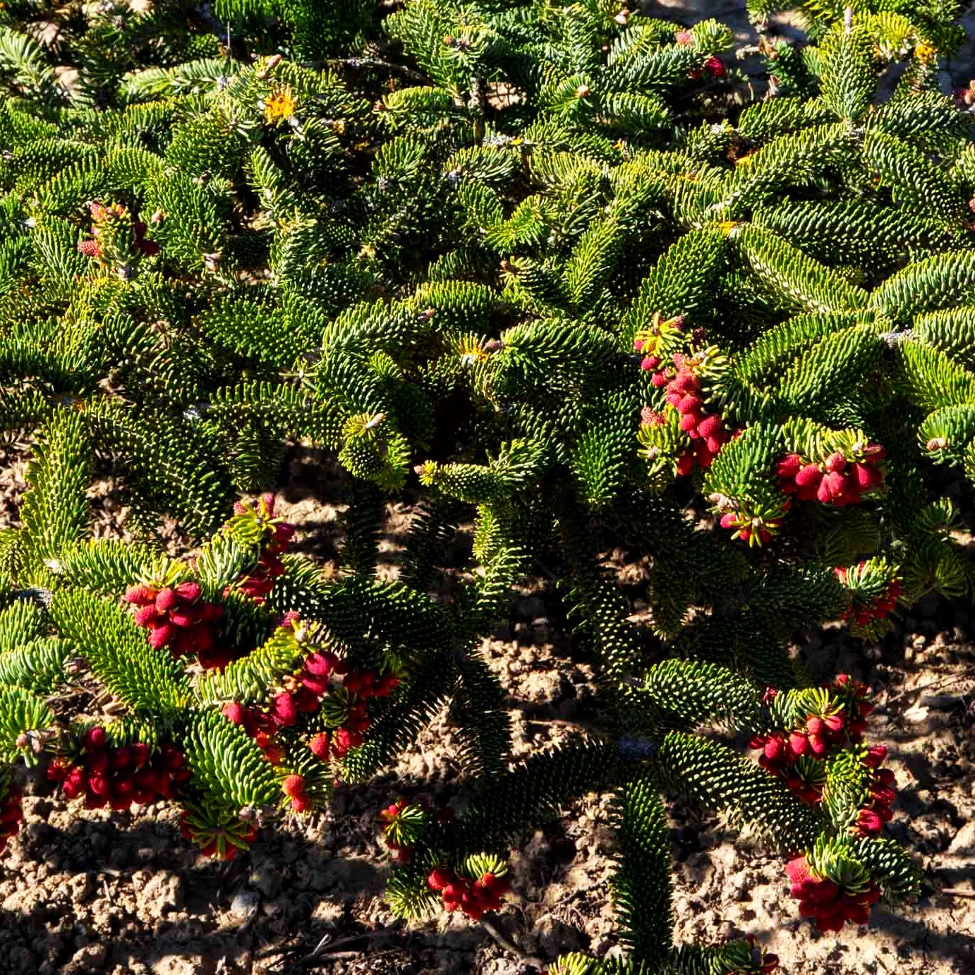 Griechische Zwerg-Tanne 'Meyer's Dwarf' (Abies cephalonica)