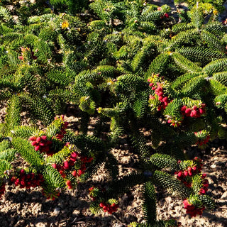 Griechische Zwerg-Tanne 'Meyer's Dwarf' (Abies cephalonica)