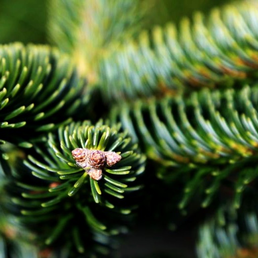 Griechische Zwerg-Tanne 'Meyer's Dwarf' (Abies cephalonica)