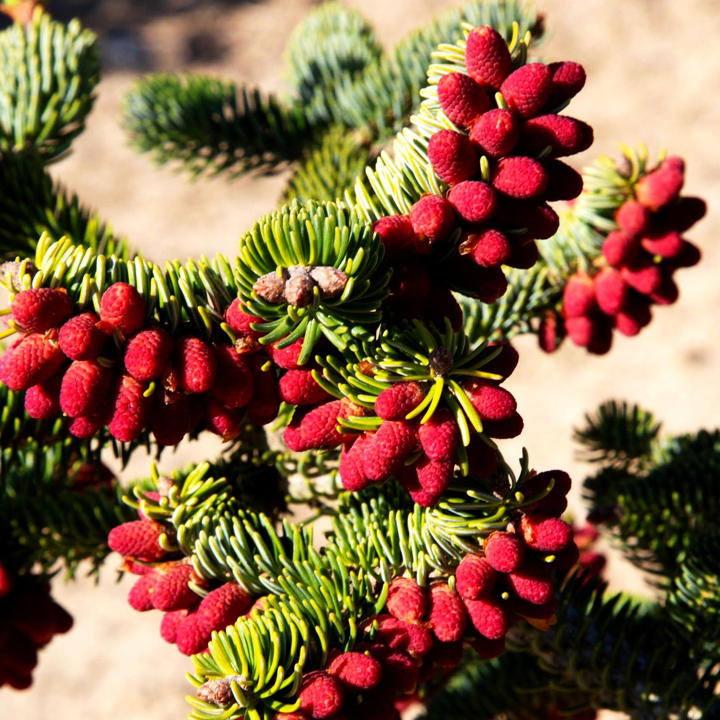 Griechische Zwerg-Tanne 'Meyer's Dwarf' (Abies cephalonica)