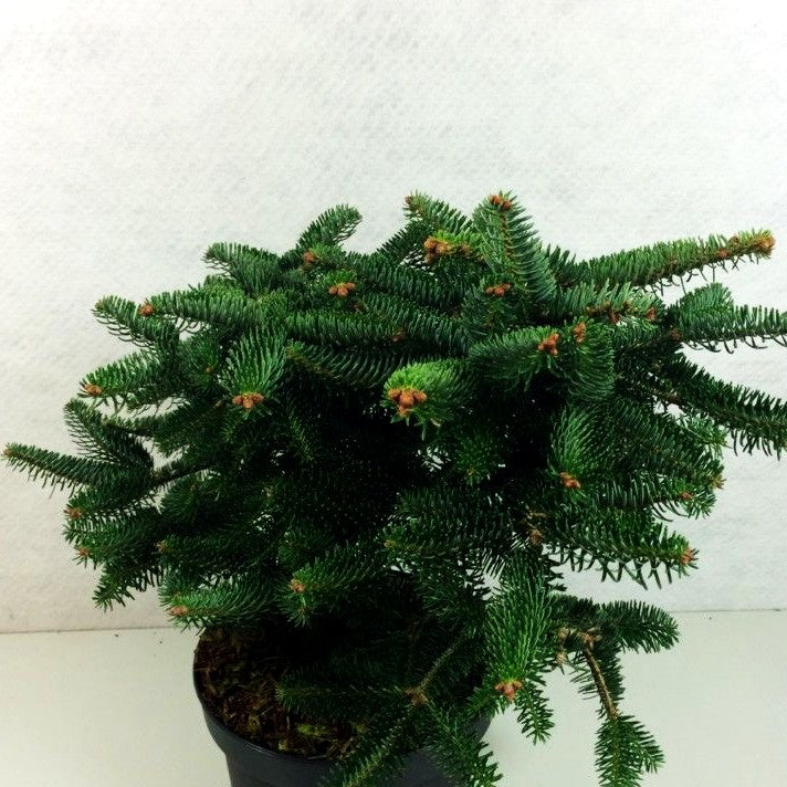 Griechische Zwerg-Tanne 'Meyer's Dwarf' (Abies cephalonica)