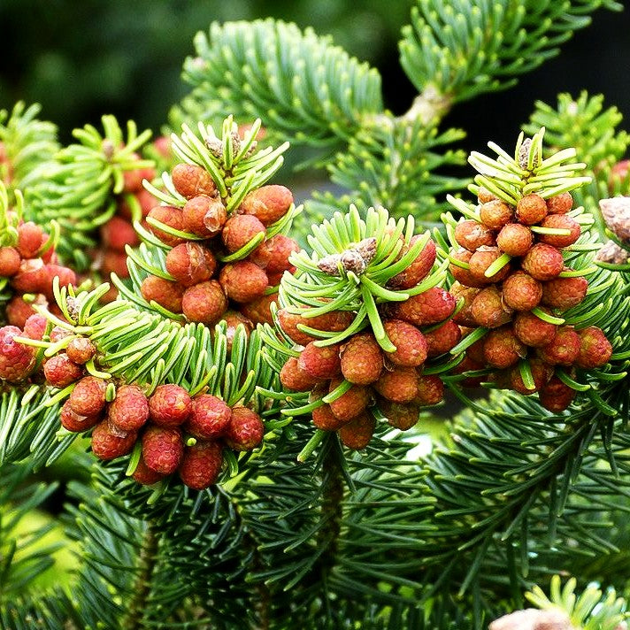Griechische Zwerg-Tanne 'Meyer's Dwarf' (Abies cephalonica)