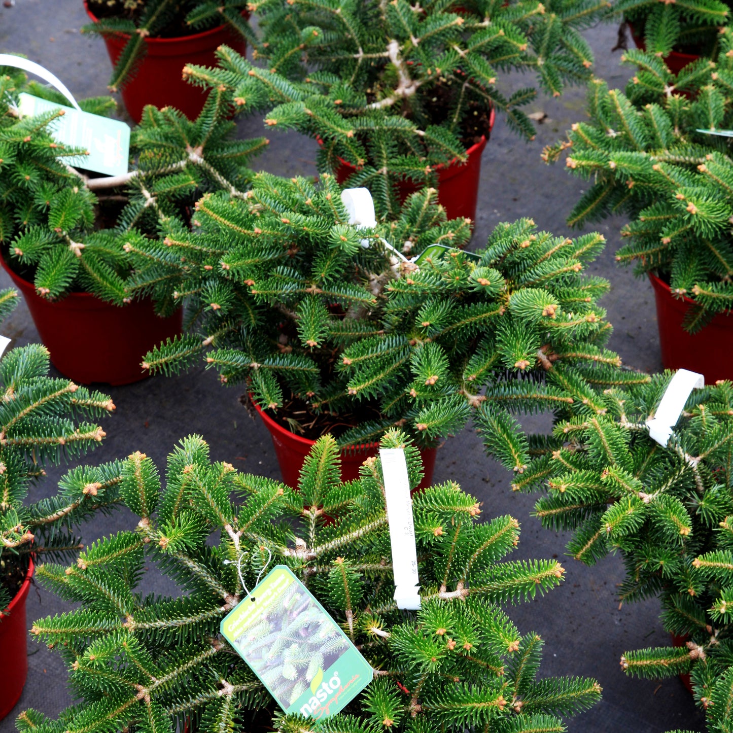 Griechische Zwerg-Tanne 'Meyer's Dwarf' (Abies cephalonica)