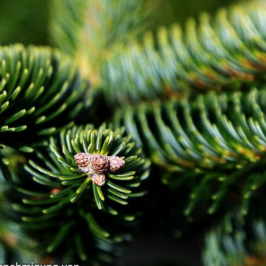 Griechische Zwerg-Tanne 'Meyer's Dwarf' (Abies cephalonica)