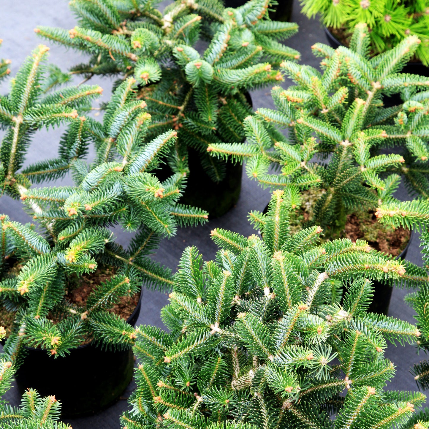 Griechische Zwerg-Tanne 'Meyer's Dwarf' (Abies cephalonica)