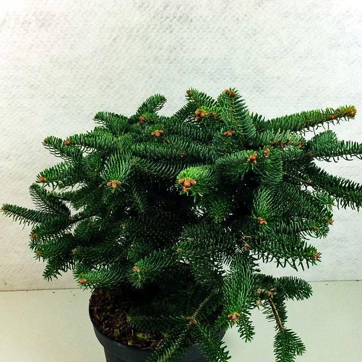 Griechische Zwerg-Tanne 'Meyer's Dwarf' (Abies cephalonica)