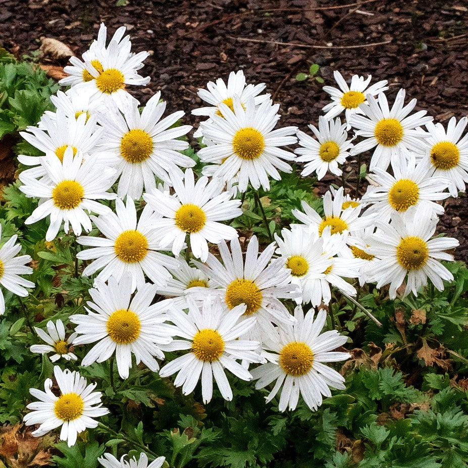 Grönlandmargerite (Arctanthemum arcticum)