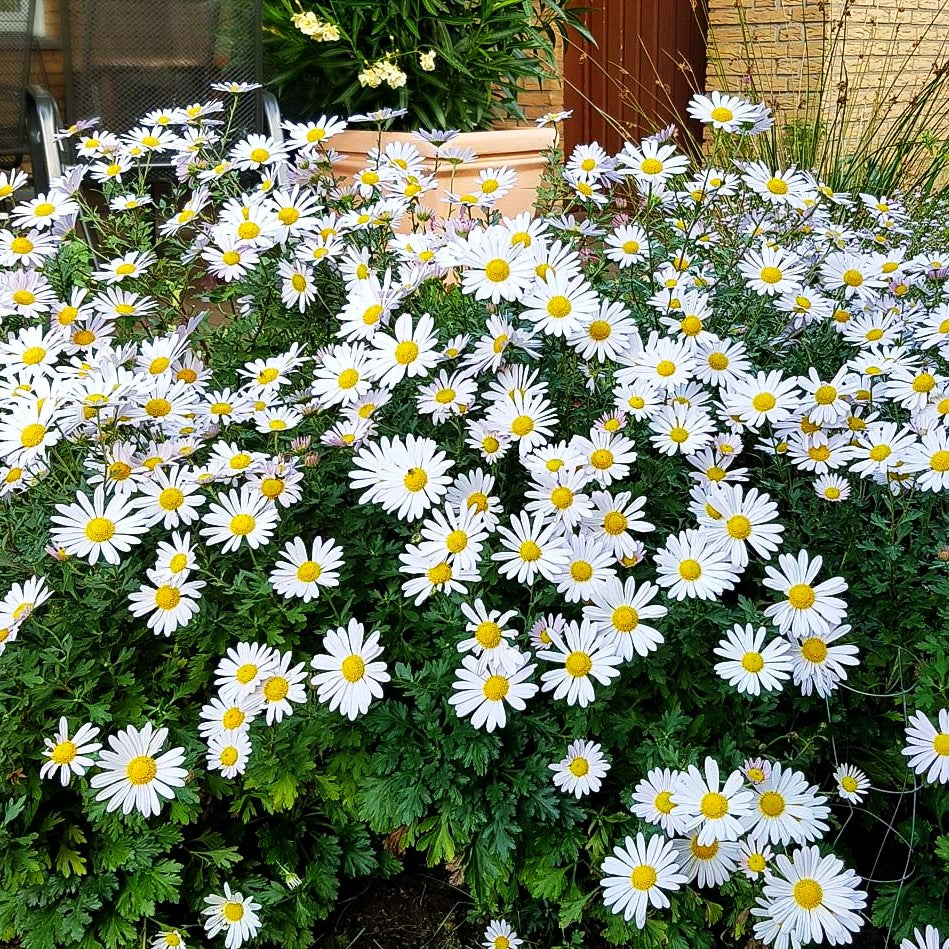 Grönlandmargerite (Arctanthemum arcticum)