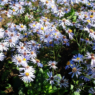 Großblättrige Aster 'Twilight' (Aster x herveyi)