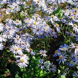Großblättrige Aster 'Twilight' (Aster x herveyi)