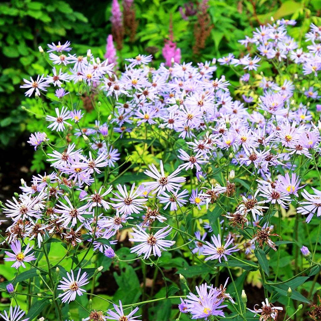 Großblättrige Aster 'Twilight' (Aster x herveyi)