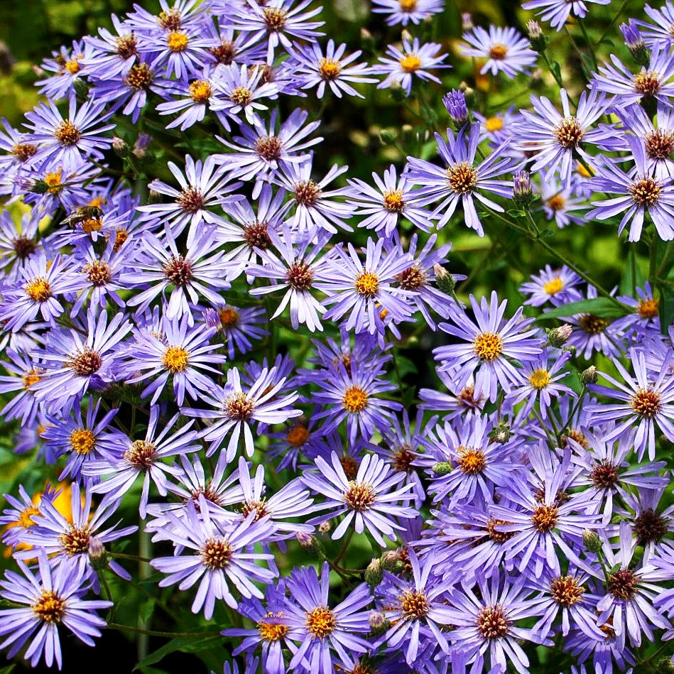 Großblättrige Aster 'Twilight' (Aster x herveyi)