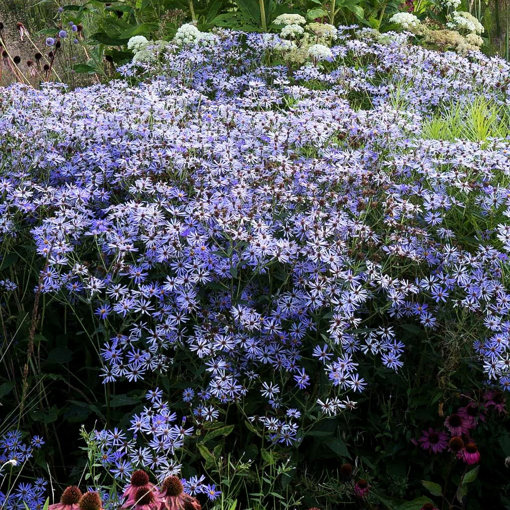 Großblättrige Aster 'Twilight' (Aster x herveyi)