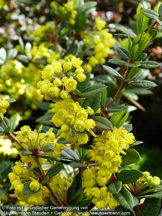 Großblättrige Berberitze (Berberis julianae)