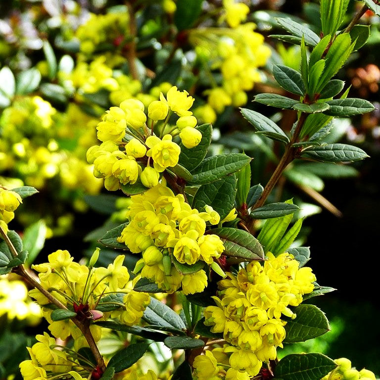 Großblättrige Berberitze (Berberis julianae)