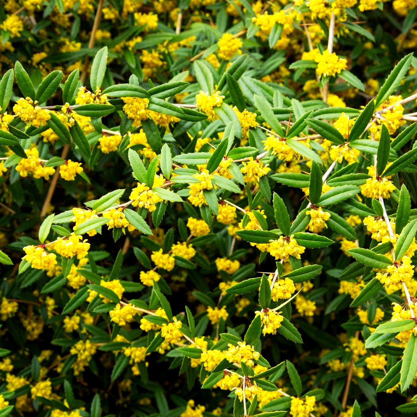Großblättrige Berberitze (Berberis julianae)