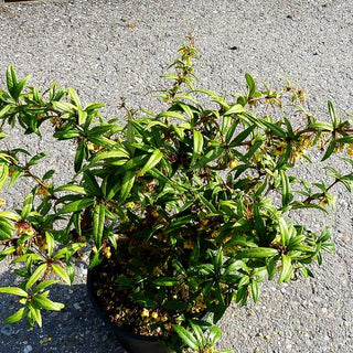 Großblättrige Berberitze 'Dart's Superb' (Berberis julianae)