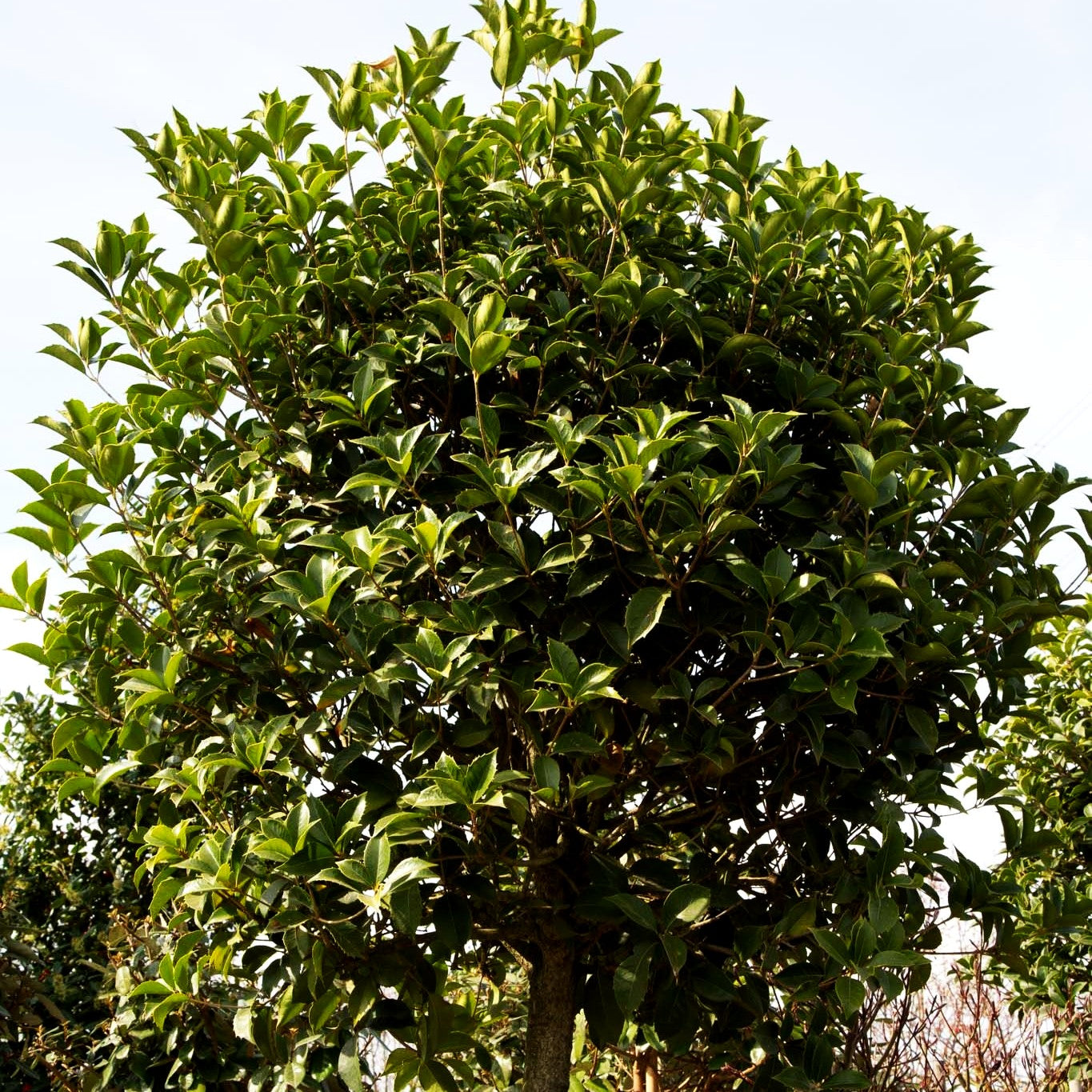 Großblättrige Duftblüte (Osmanthus x fortunei)