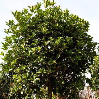 Großblättrige Duftblüte (Osmanthus x fortunei)